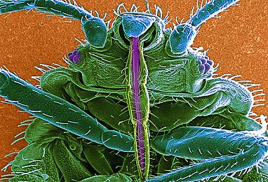 《模拟农场22》“动物和旷野”更新预告 新增蜜蜂养殖场 